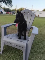 Nova, a female German Shepherd Dog for sale in Kissimmee, FL – Photo 1 of 2
