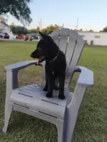 Nova, a female German Shepherd Dog for sale in Kissimmee, FL – Photo 2 of 2
