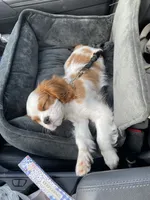 Oliver, a male Cavalier King Charles Spaniel for sale in Goldsboro, NC – 3 of 6