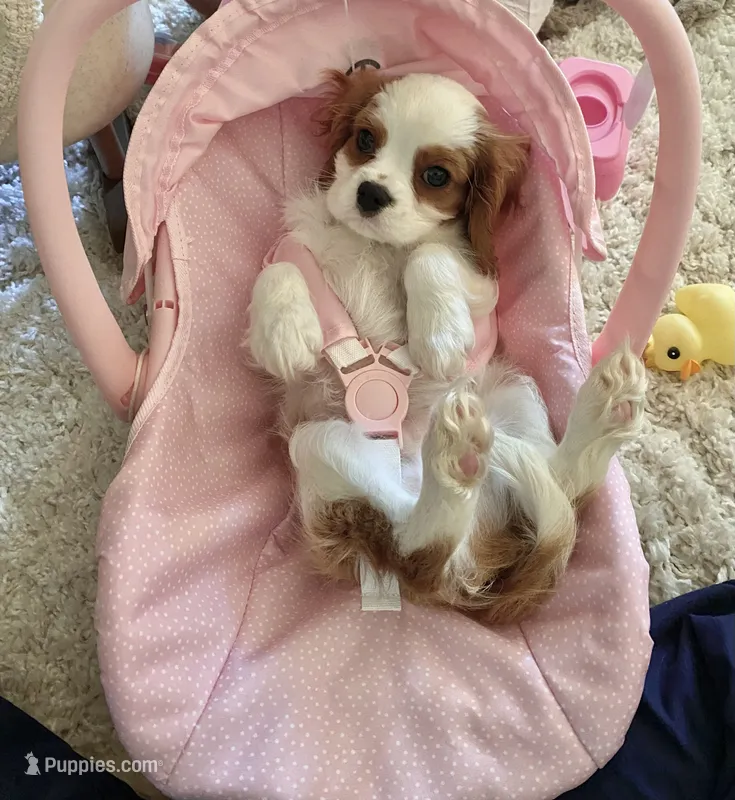 Oliver – Cavalier King Charles Spaniel puppy for sale in Goldsboro, NC