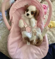 Oliver, a male Cavalier King Charles Spaniel for sale in Goldsboro, NC – 1 of 6