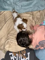 Oliver, a male Cavalier King Charles Spaniel for sale in Goldsboro, NC – 5 of 6