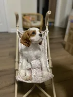 Oliver, a male Cavalier King Charles Spaniel for sale in Goldsboro, NC – 4 of 6