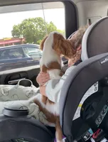Oliver, a male Cavalier King Charles Spaniel for sale in Goldsboro, NC – 6 of 6