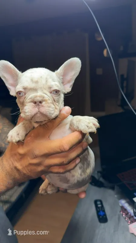 Scar – French Bulldog puppy for sale in Norwalk, CA