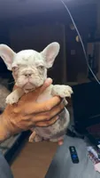 Scar, a male French Bulldog for sale in Norwalk, CA – 1 of 2