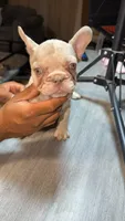 Samantha, a female French Bulldog for sale in Norwalk, CA – 1 of 2