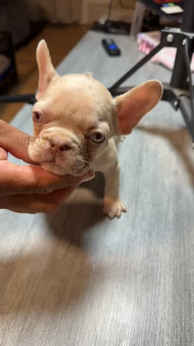 Nugget, a male French Bulldog for sale in Norwalk, CA – 2 of 2
