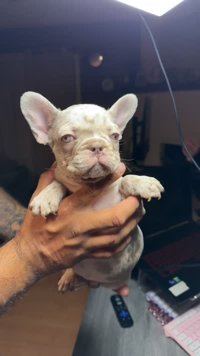 Scar, a male French Bulldog for sale in Norwalk, CA – 2 of 2