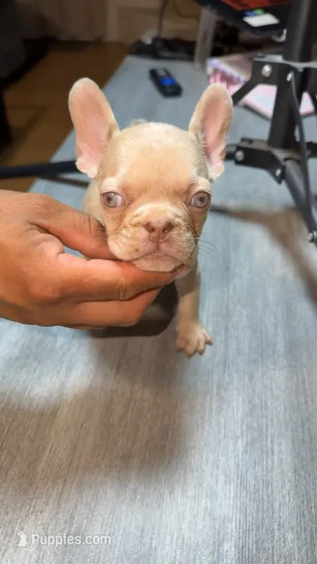 Nugget – French Bulldog puppy for sale in Norwalk, CA
