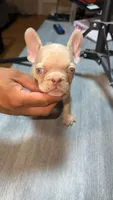 Nugget, a male French Bulldog for sale in Norwalk, CA – 1 of 2