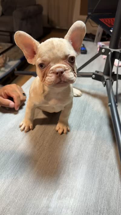Samantha, a female French Bulldog for sale in Norwalk, CA – 2 of 2