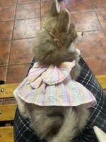 Amillie, a female Pomeranian for sale in Dallas, TX – Photo 3 of 3