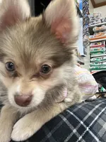 Amillie, a female Pomeranian for sale in Dallas, TX – Photo 2 of 3