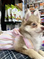 Amillie, a female Pomeranian for sale in Dallas, TX – Photo 1 of 3