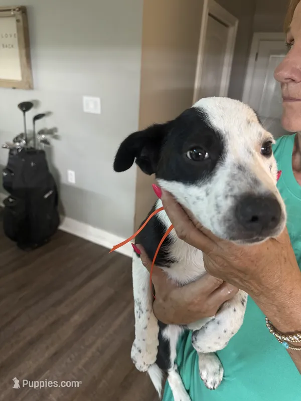 Rocky  – Border Collie puppy for sale in Tupelo, MS