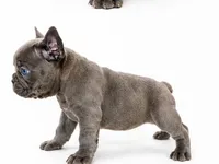 Gray, a male French Bulldog for sale in Lancaster, CA – 8 of 10