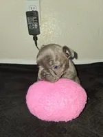 Lady, a female French Bulldog for sale in Lancaster, CA – 8 of 10
