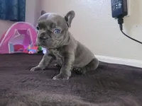 Gray, a male French Bulldog for sale in Lancaster, CA – 2 of 10