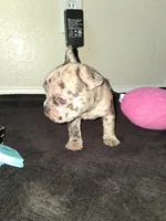 Boba, a female French Bulldog for sale in Lancaster, CA – 3 of 10