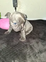 Lady, a female French Bulldog for sale in Lancaster, CA – 1 of 10