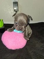 Lady, a female French Bulldog for sale in Lancaster, CA – 4 of 10