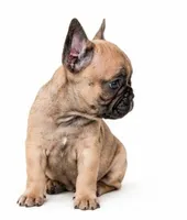 Brownie , a female French Bulldog for sale in Lancaster, CA – 3 of 7