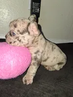 Boba, a female French Bulldog for sale in Lancaster, CA – 5 of 10