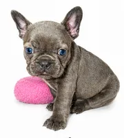 Lady, a female French Bulldog for sale in Lancaster, CA – 4 of 5