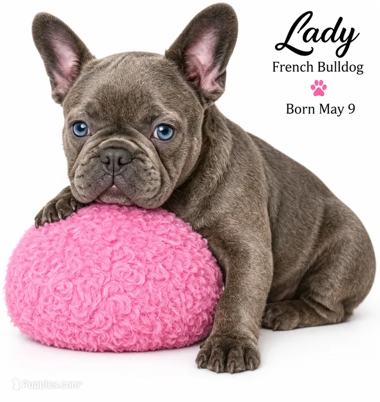 Lady – French Bulldog puppy for sale in Lancaster, CA