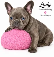 Lady, a female French Bulldog for sale in Lancaster, CA – 1 of 4