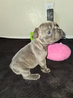 Lady, a female French Bulldog for sale in Lancaster, CA – 9 of 10
