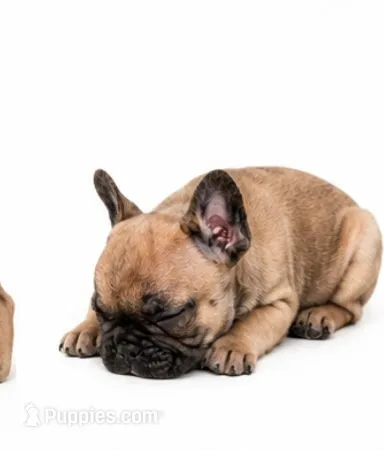 Brownie  – French Bulldog puppy for sale in Lancaster, CA