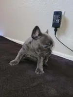 Gray, a male French Bulldog for sale in Lancaster, CA – 6 of 10