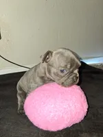 Lady, a female French Bulldog for sale in Lancaster, CA – 5 of 10