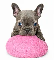 Lady, a female French Bulldog for sale in Lancaster, CA – 2 of 5