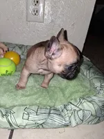 Brownie , a female French Bulldog for sale in Lancaster, CA – 2 of 10