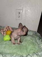 Brownie , a female French Bulldog for sale in Lancaster, CA – 10 of 10