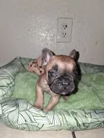Brownie , a female French Bulldog for sale in Lancaster, CA – 7 of 10