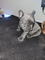 Gray, a male French Bulldog for sale in Lancaster, CA – 4 of 10