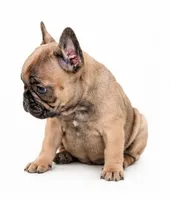 Brownie , a female French Bulldog for sale in Lancaster, CA – 6 of 7