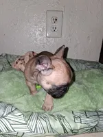Brownie , a female French Bulldog for sale in Lancaster, CA – 9 of 10