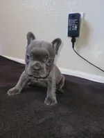 Gray, a male French Bulldog for sale in Lancaster, CA – 5 of 10