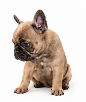 Brownie , a female French Bulldog for sale in Lancaster, CA – 5 of 7