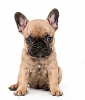 Brownie , a female French Bulldog for sale in Lancaster, CA – 4 of 7