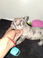 Boba, a female French Bulldog for sale in Lancaster, CA – 8 of 10
