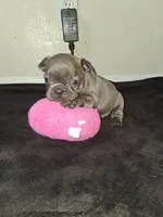 Lady, a female French Bulldog for sale in Lancaster, CA – 2 of 10