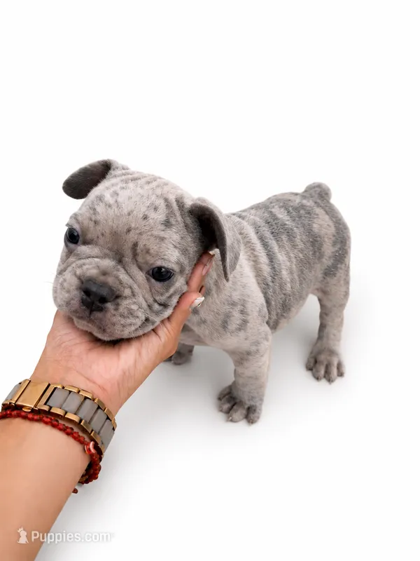 Boba – French Bulldog puppy for sale in Lancaster, CA