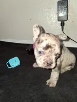 Boba, a female French Bulldog for sale in Lancaster, CA – 4 of 10