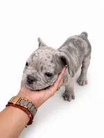 Boba, a male French Bulldog for sale in Lancaster, CA – 3 of 4